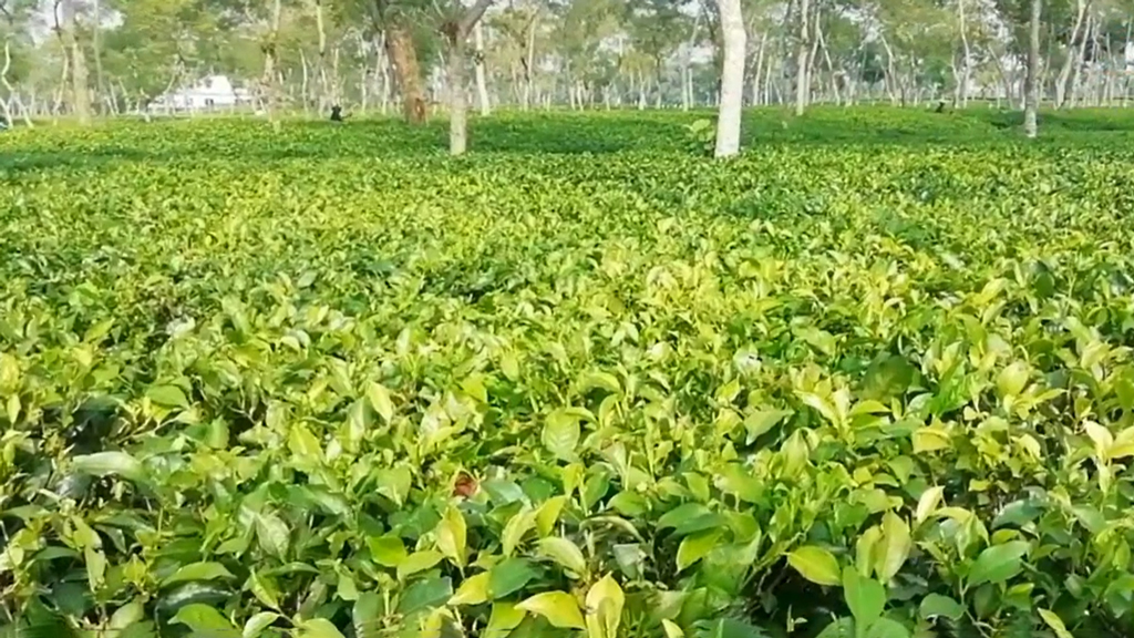 জ্বালানি সংকট: চা উৎপাদন ব্যাহতের শঙ্কা