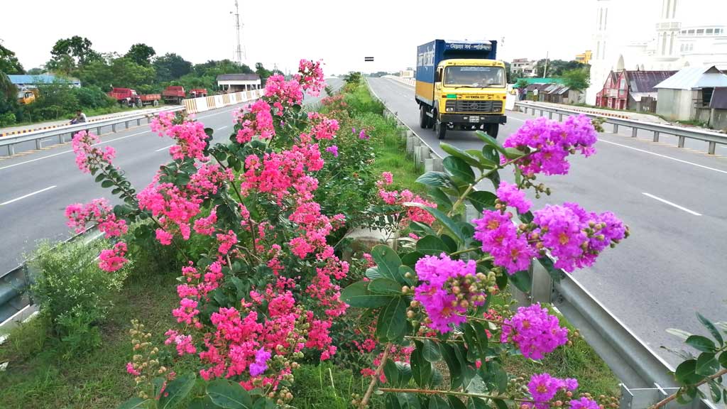 বর্ষার ফুলে রঙিন পদ্মাসেতুর এক্সপ্রেসওয়ে