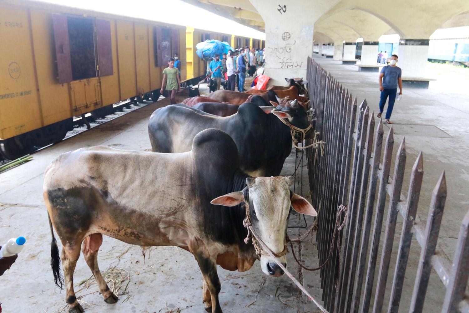 ট্রাকই সাশ্রয়ী ও সুবিধাজনক, চলছে না খুলনা-ঢাকা ‘ক্যাটল ট্রেন’