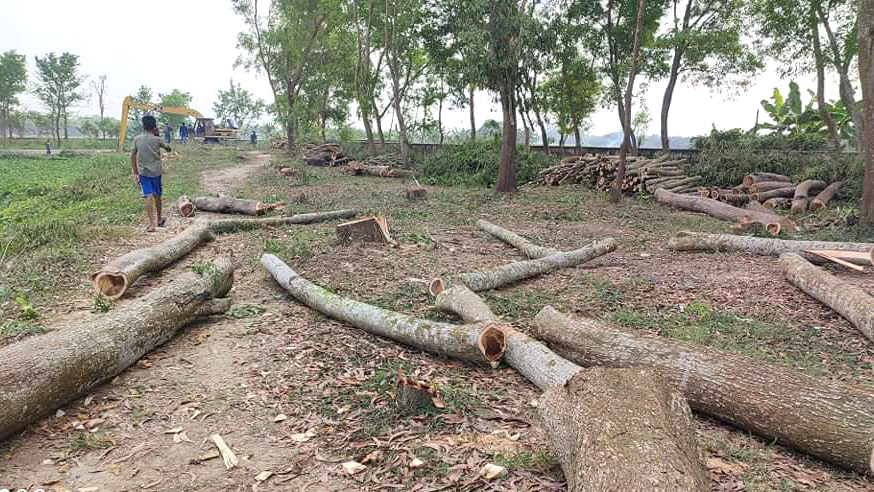 ইবিতে লেকের সৌন্দর্য ফেরাতে গাছের প্রতি নির্মমতা