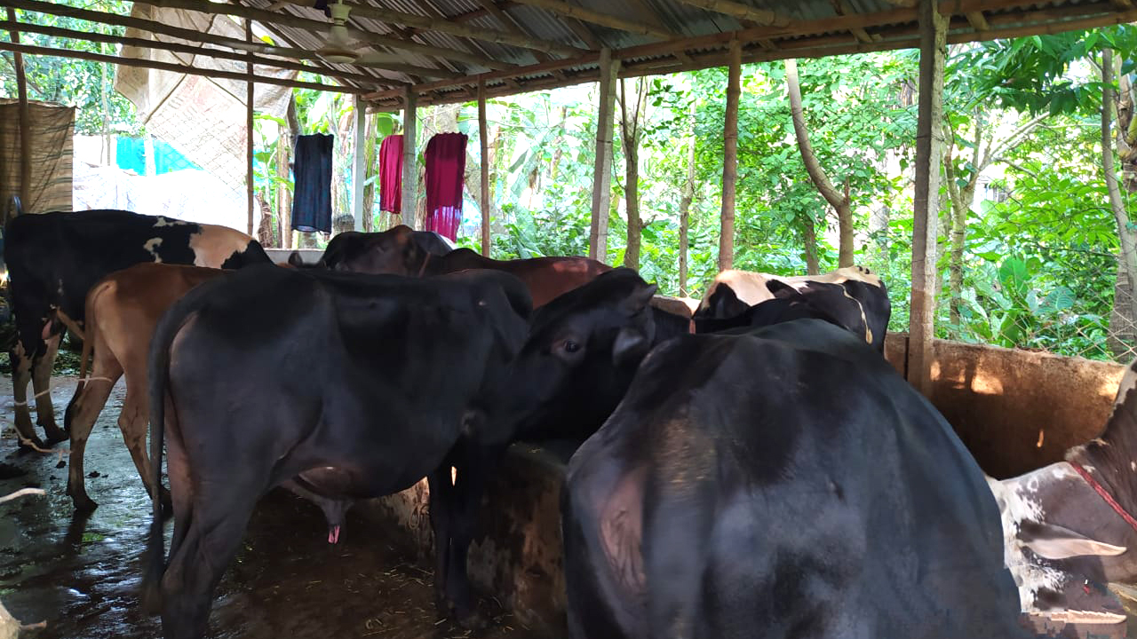 চাহিদার তুলনায় বেশি পশু প্রস্তুত, দাম নিয়ে শঙ্কা