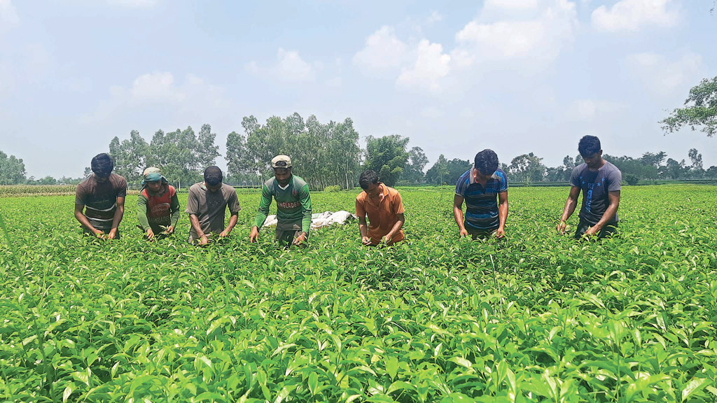 সরকারি নিয়োগের প্রশ্নপত্রে আপত্তিকর শব্দচয়ন, মর্মাহত চা-শ্রমিকের সন্তানেরা