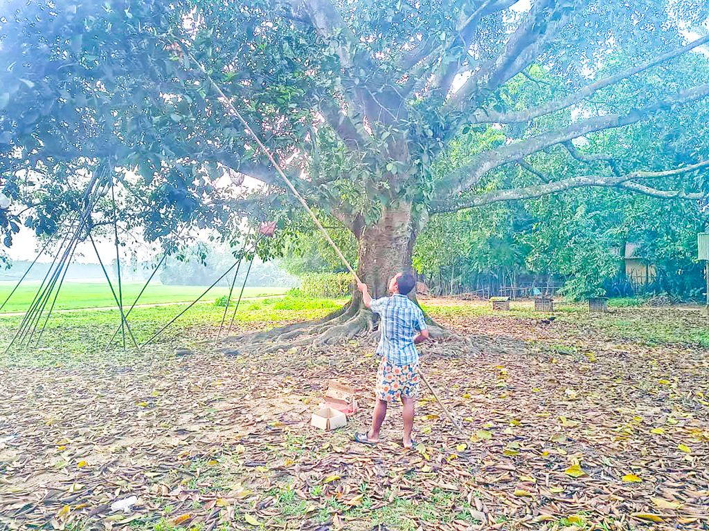 শেরপুরের নালিতাবাড়ী: পিঁপড়ার ডিমে জীবিকা তাঁদের