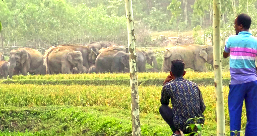 হাতি–মানুষে দ্বন্দ্ব, বাড়ছে প্রাণহানি