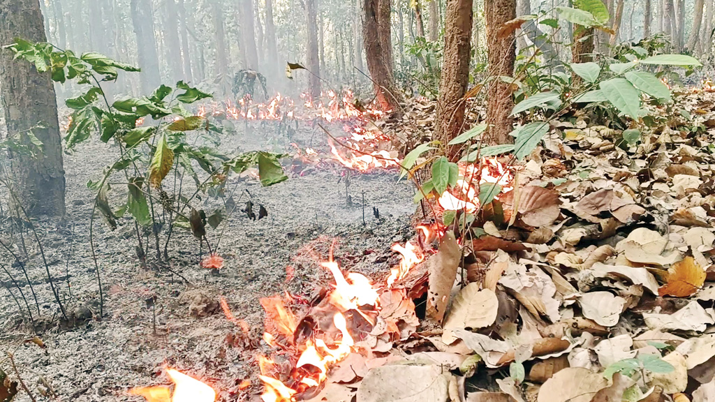 একের পর এক আগুন, উজাড় বন