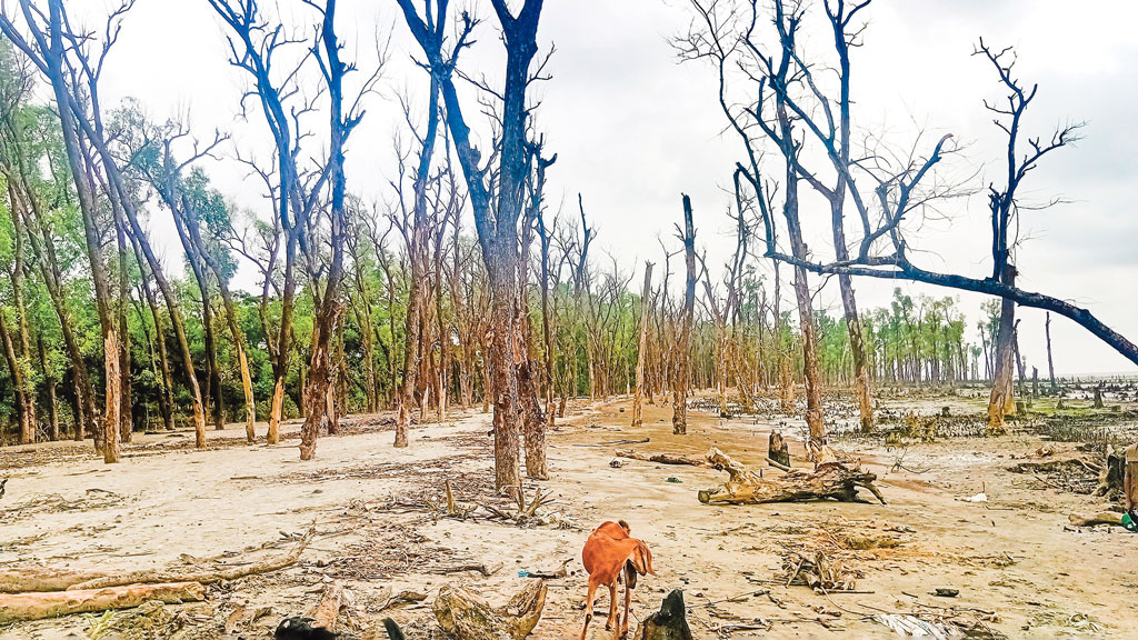 ফাতরার বন: বনের শত শত গাছ কর্মকর্তাদের পেটে