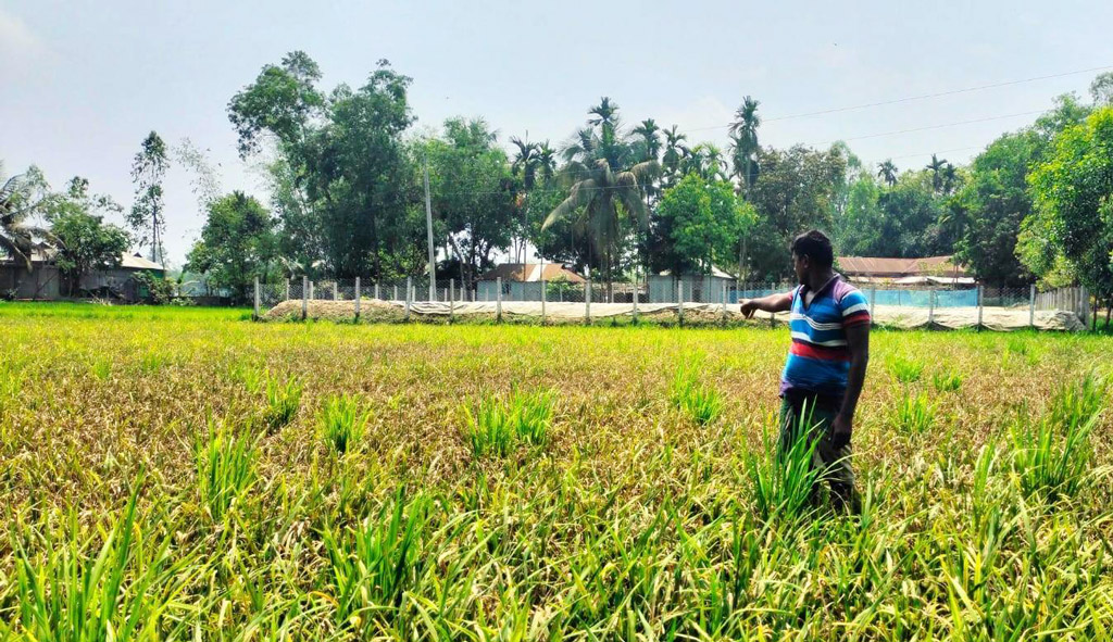 নালিতাবাড়ীর মনোহরপুর ইউনিয়নের বিজুলিয়া মাঠের বোরো মৌসুমে আমন ধানের বীজ রোপণ করে বিপাকে পড়েছেন এরশাদ আলী (৫৫) নামে এক কৃষক। নালিতাবাড়ী, শেরপুর, ৩০ মার্চ ২০২৩। ছবি: অভিজিৎ সাহা