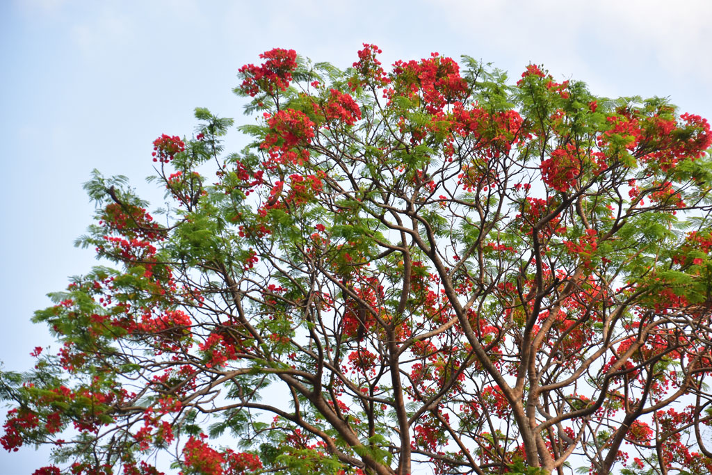 কৃষ্ণচূড়া। গ্রীষ্মের আগমনী বার্তার সঙ্গে প্রকৃতির রূপ যেন বাড়িয়ে তোলে এই ফুল। লাল-কমলা রঙের এই ফুলের সৌন্দর্য অনেক দূর থেকেও চোখে পড়ে। বড় ও ছড়িয়ে পড়া গাছ হওয়ায় এর আগুনরঙা ফুল আর সবুজ পাতার সম্মিলন বেশ নজর কাড়ে। রাজশাহী বিশ্ববিদ্যালয়, রাজশাহী, ১৫ এপ্রিল ২০২৫। ছবি: মিলন শেখ।
