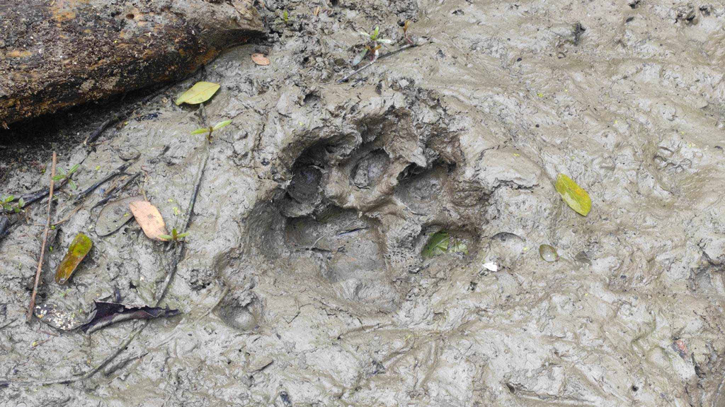 লোকালয়ে বাঘের পায়ের ছাপ, আতঙ্কে এলাকাবাসী