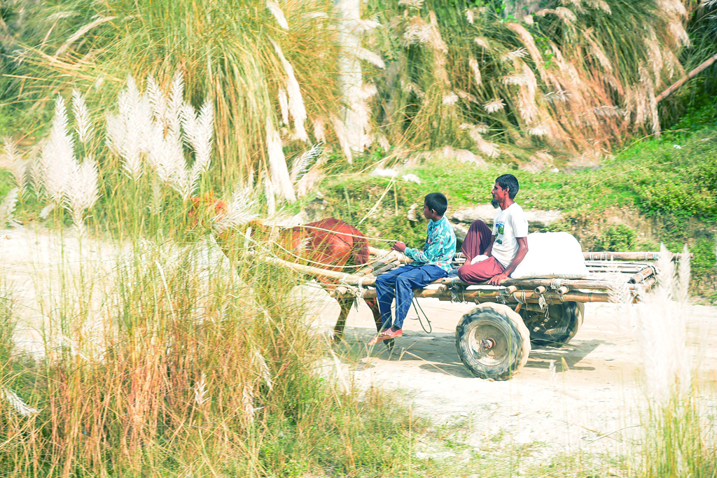 এক সময় যানবাহন হিসেবে খুব জনপ্রিয় ছিল ঘোড়ার গাড়ি। সময়ের পরিবর্তনে এখন শুধু চরাঞ্চলে মালামাল পরিবহনের জন্য ব্যবহৃত হয় এটি। গঙ্গাচড়ার মহিপুর শেখ হাসিনা সেতু এলাকা, রংপুর, ১১ অক্টোবর ২০২৩। ছবি: আব্দুর রহিম পায়েল।