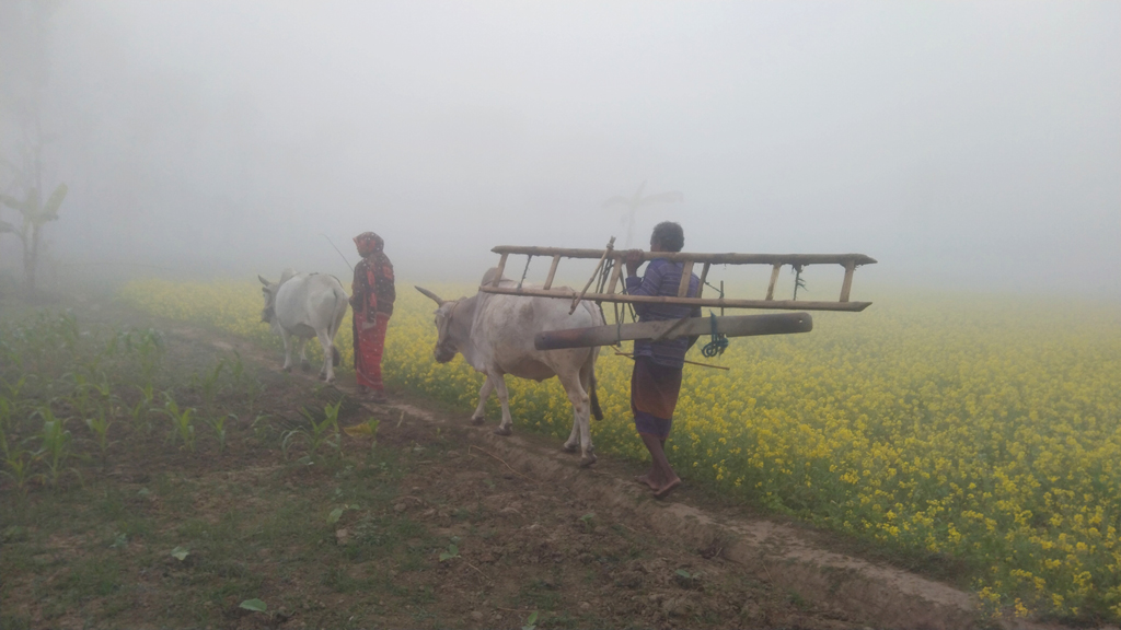 ঘন কুয়াশার মধ্যে গরু ও লাঙল-জোয়াল নিয়ে হাল চাষ করতে যাচ্ছেন এক কৃষক ও কিষানি। তালা উপজেলার পাটকেলঘাটা থানার আমতলাডাঙ্গা গ্রামের আমতলাডাঙ্গা বিল, সাতক্ষীরা, ২৭ ডিসেম্বর ২০২৩। ছবি: মুজিবুর রহমান