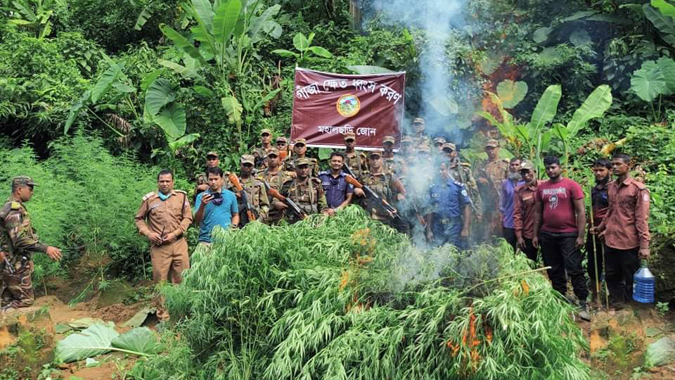 ৩০০ বিঘার গাঁজা ধ্বংস