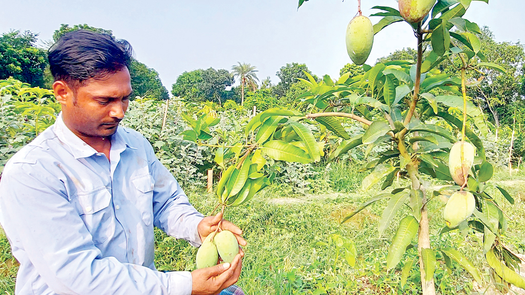 পুঠিয়ায় সম্ভাবনার নতুন দুয়ার কাটিমন আম