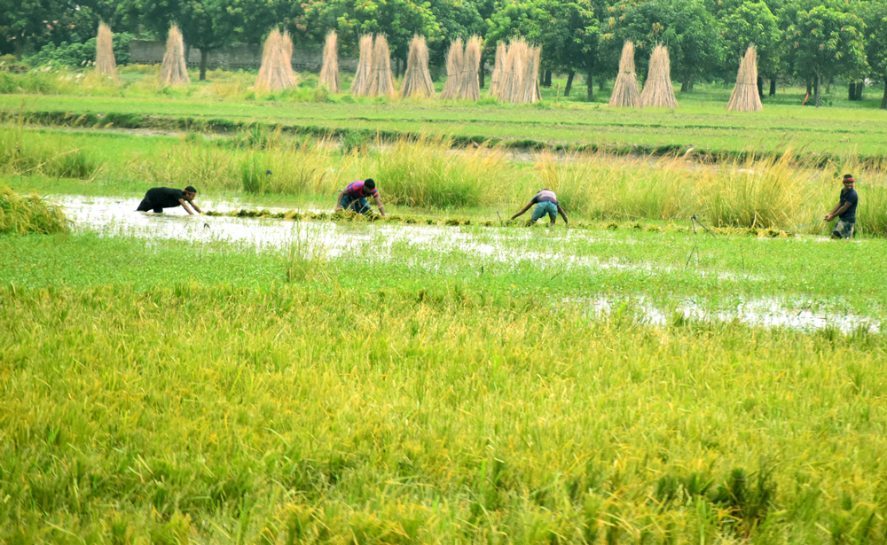 বরেন্দ্র অঞ্চলে পাকা টিয়ামন ধান পানিতে থইথই। সেই ধান ঘরে তুলতে কেটে সারি বেঁধে পানির মধ্য দিয়ে টেনে নিয়ে যাচ্ছেন কৃষকেরা। গোদাগাড়ী উপজেলার মাটি কাটা ইউনিয়নের বিদিরপুর, রাজশাহী, ২৭ সেপ্টেম্বর ২০২৪। ছবি: মিলন শেখ