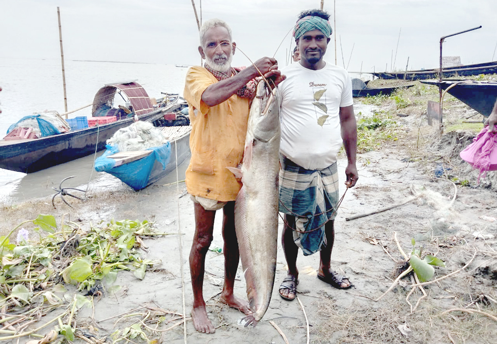 পদ্মায় ইলিশের জালে ধরা পড়ল ১২ কেজির বোয়াল