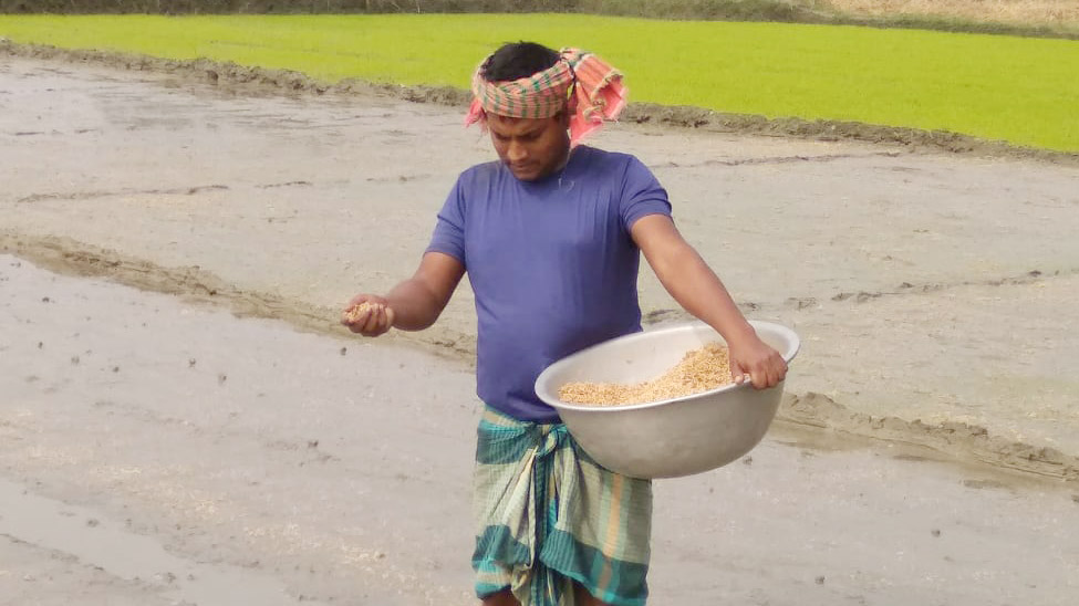 বোরোর বীজসংকট নেই