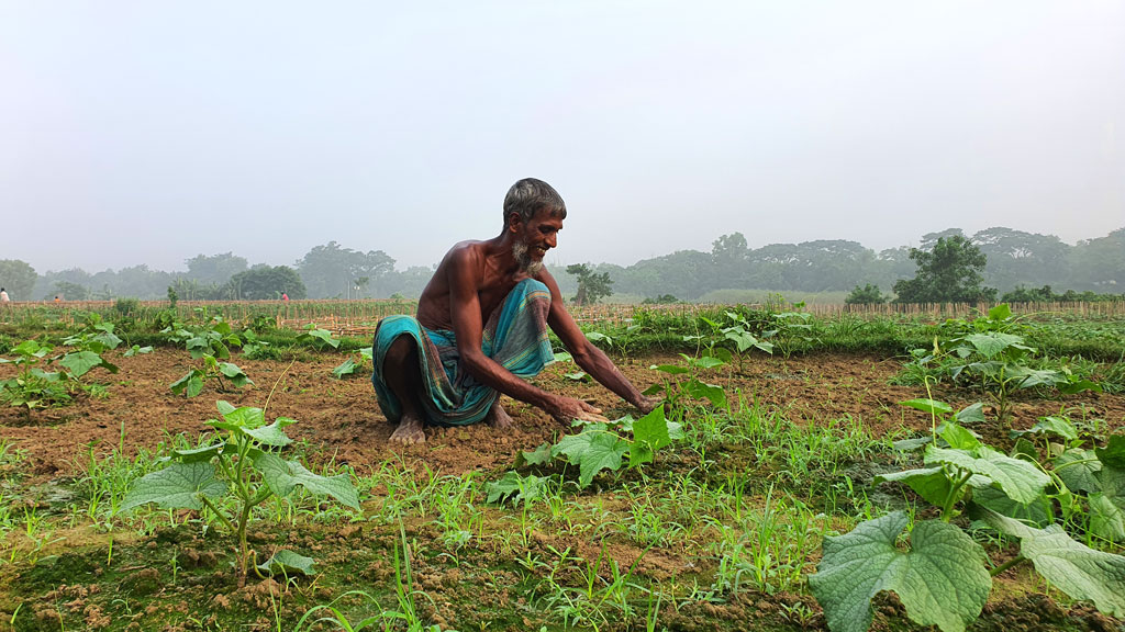 গোমতীর চরে ফসলের শুভ্র হাসি