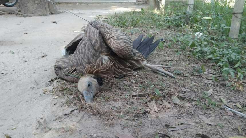 বিরল প্রজাতির শকুন উদ্ধার  রাণীশংকৈলে