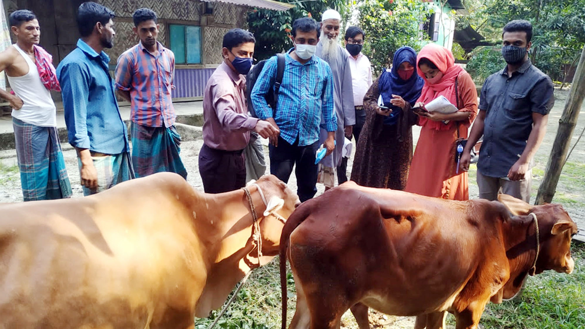 গরুর চর্মরোগ বিস্তার দুশ্চিন্তায় খামারিরা