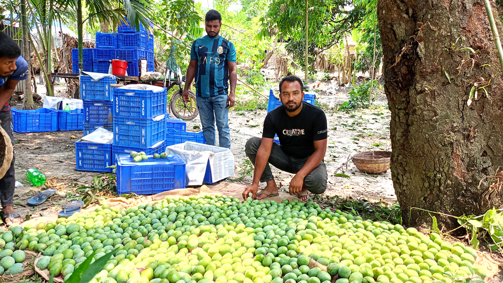 সাতক্ষীরায় চলতি মৌসুমের আম পাড়া শুরু