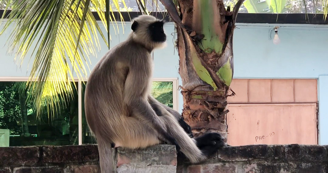 গোয়ালন্দে লোকালয়ে চার মুখপোড়া হনুমান