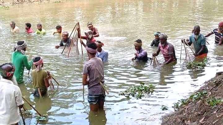 নিয়ামতপুরের গ্রামে গ্রামে মাছ ধরা উৎসব