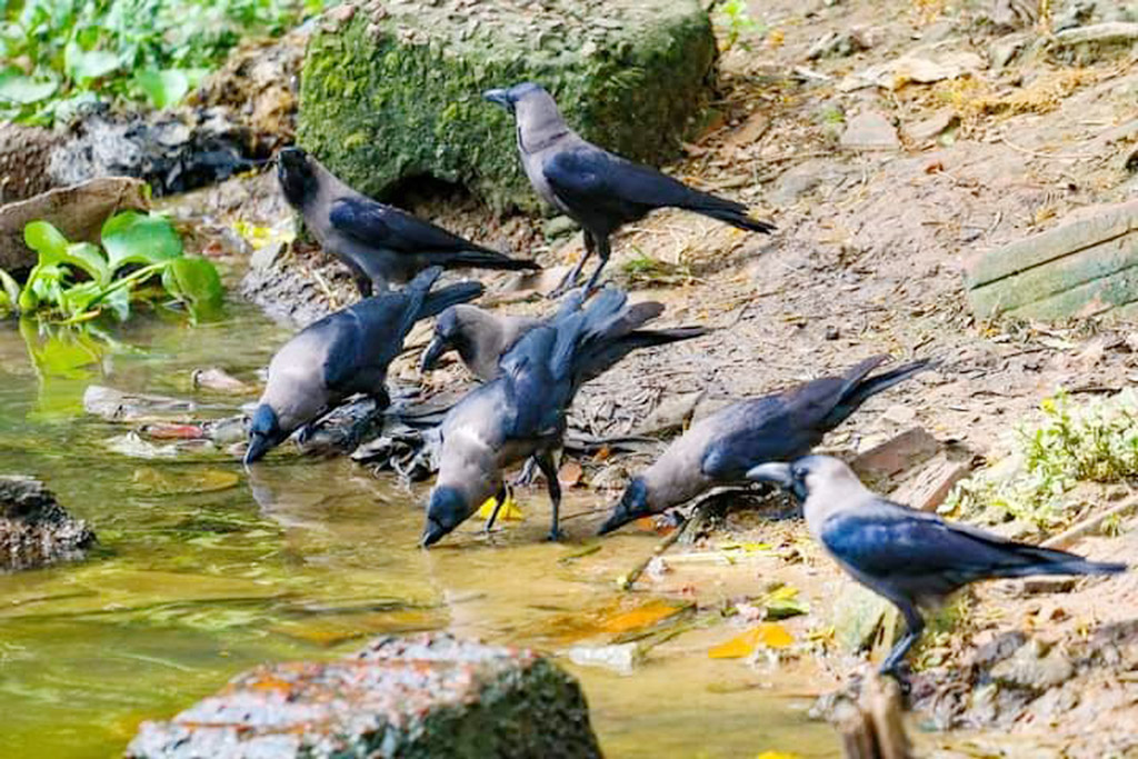 যশোরে কয়েক দিন ধরে তাপমাত্রা বাড়ছেই। প্রচণ্ড তাপ দাহে মানুষের নাভিশ্বাস উঠে গেছে। তেমনি পশু পাখিরও। একদল কাক খালের পানিতে তাদের তৃষ্ণা মেটাচ্ছে। রেলস্টেশন এলাকা, যশোর, ১৫ এপ্রিল ২০২৩। ছবি: জাহিদ হাসান