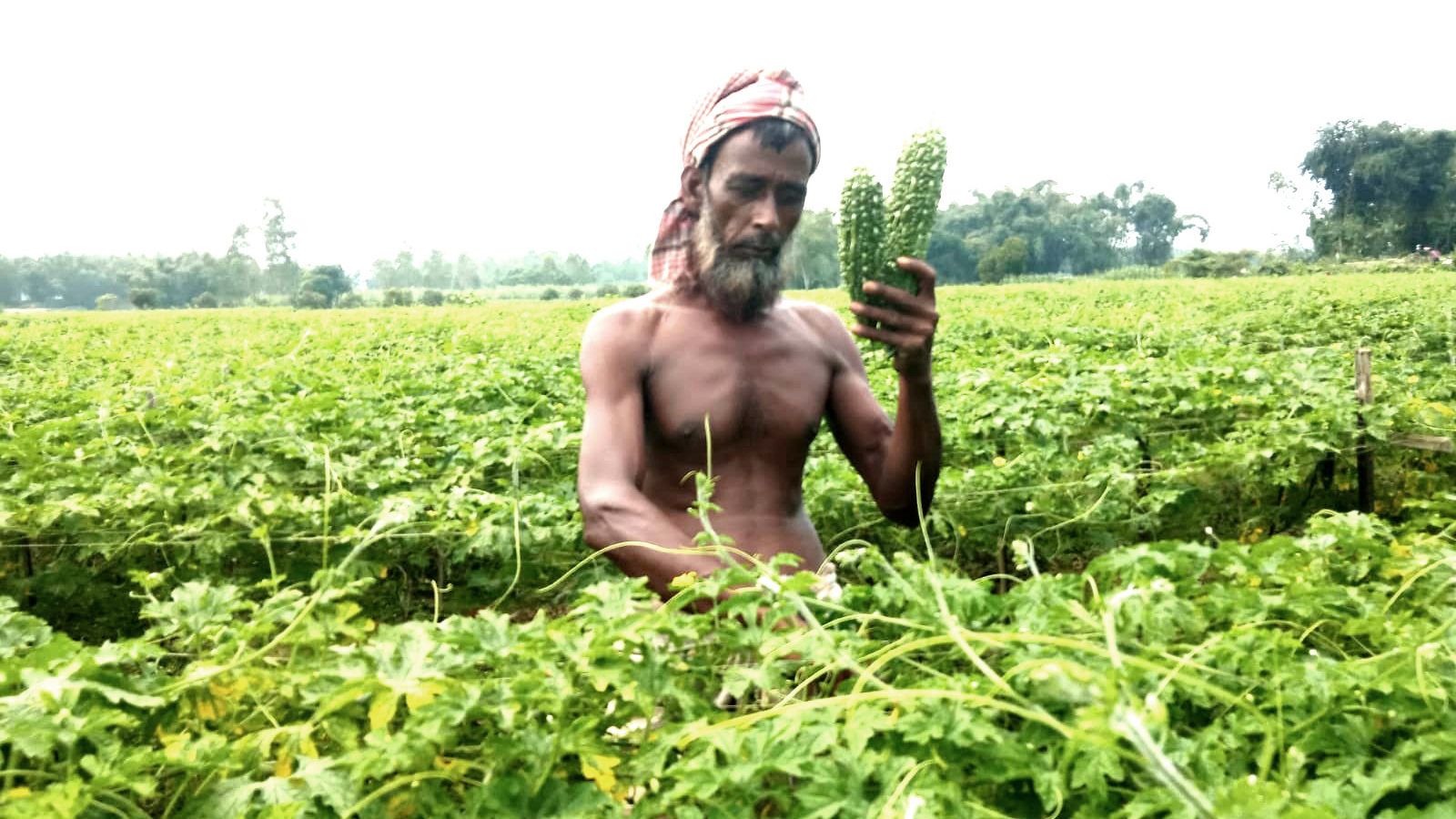 করলায় লাভবান কৃষক