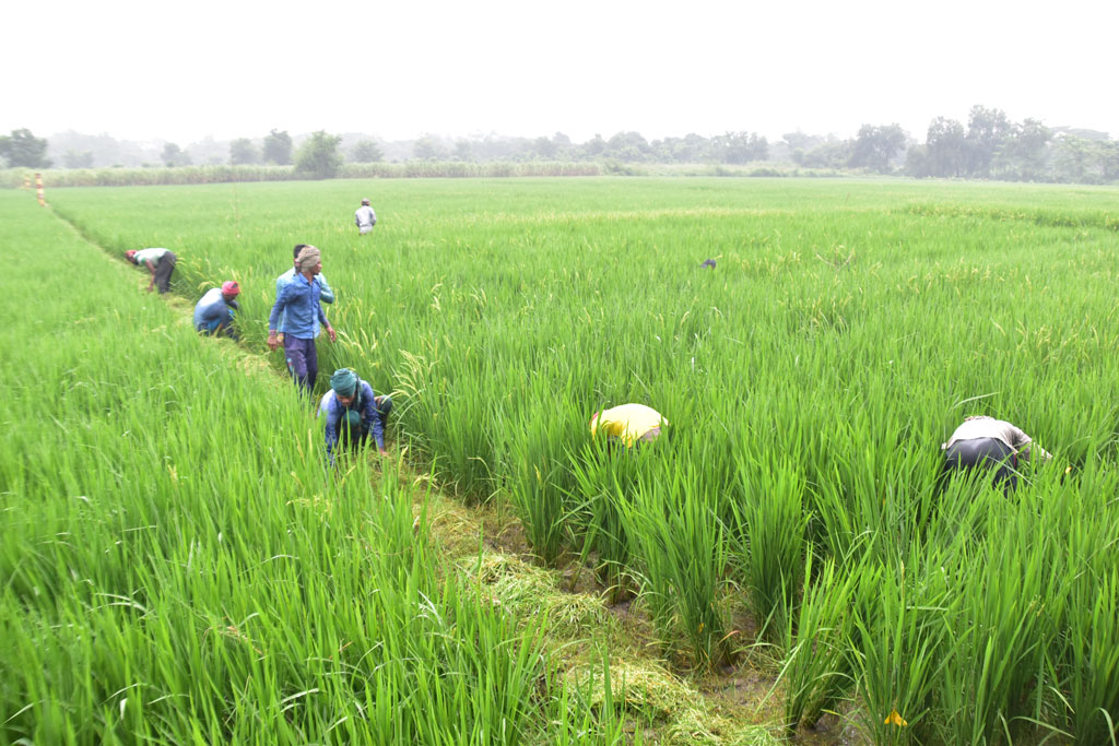 বোরোর উৎপাদন বাড়াতে ৯০ কোটি টাকার প্রণোদনা 