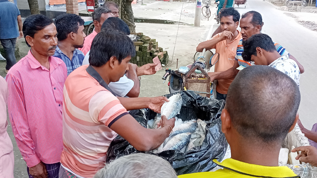 সস্তায় নরম ইলিশ, ঘণ্টা দুয়েকের মধ্যে খাঁচা খালি