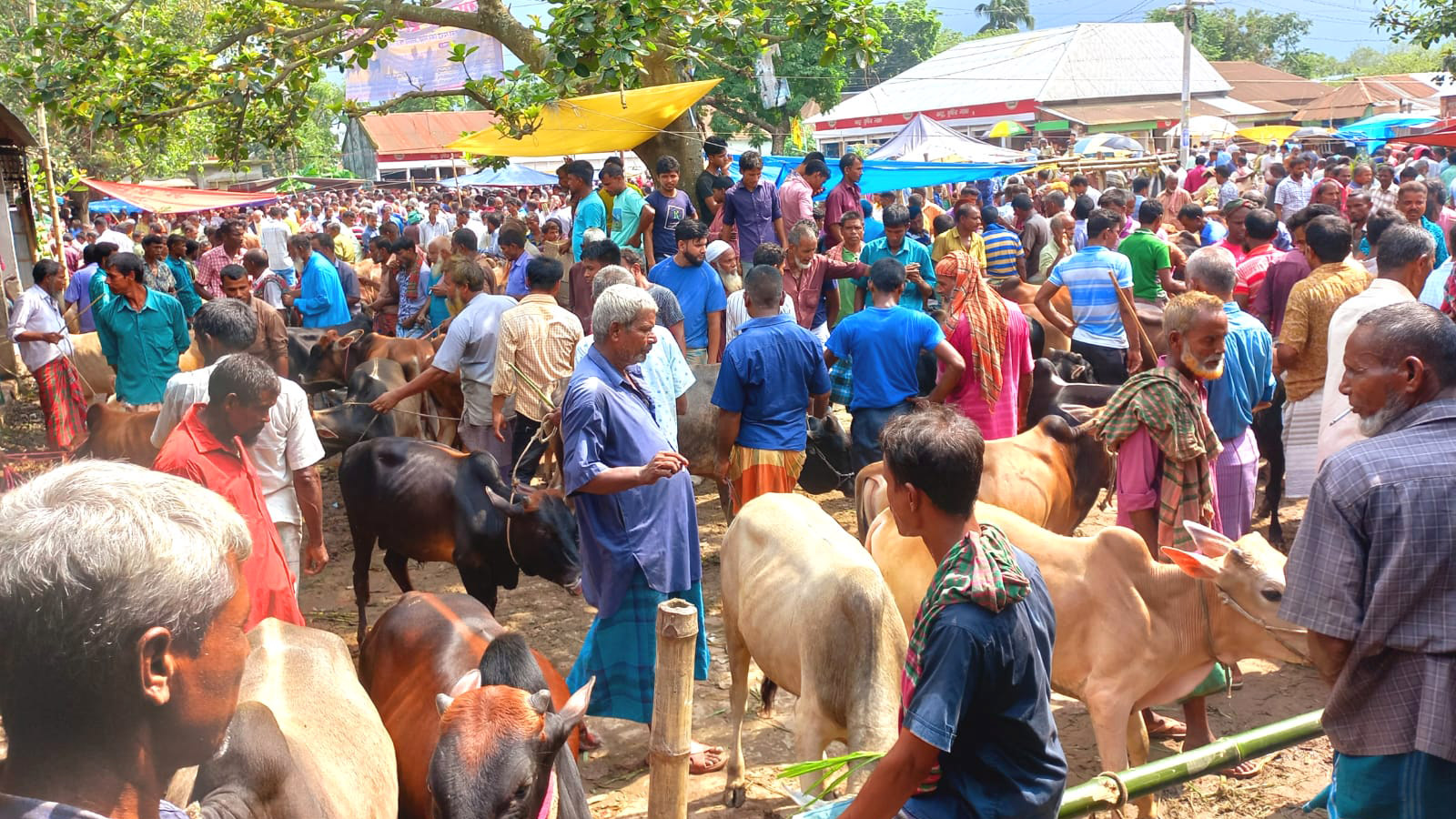 হাটভর্তি গরু, দেখা কম ক্রেতার