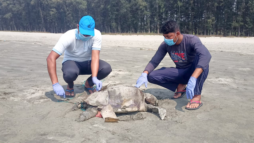 কক্সবাজার সমুদ্রসৈকতে এক দিনে ভেসে এল ২৪ মৃত কচ্ছপ 