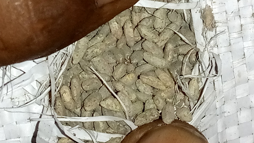 পচা চাল বিতরণে তোড়জোড়