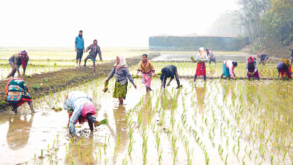 খরচ বাড়ায় কমেছে বোরো চাষ, লোকসানকে দায়