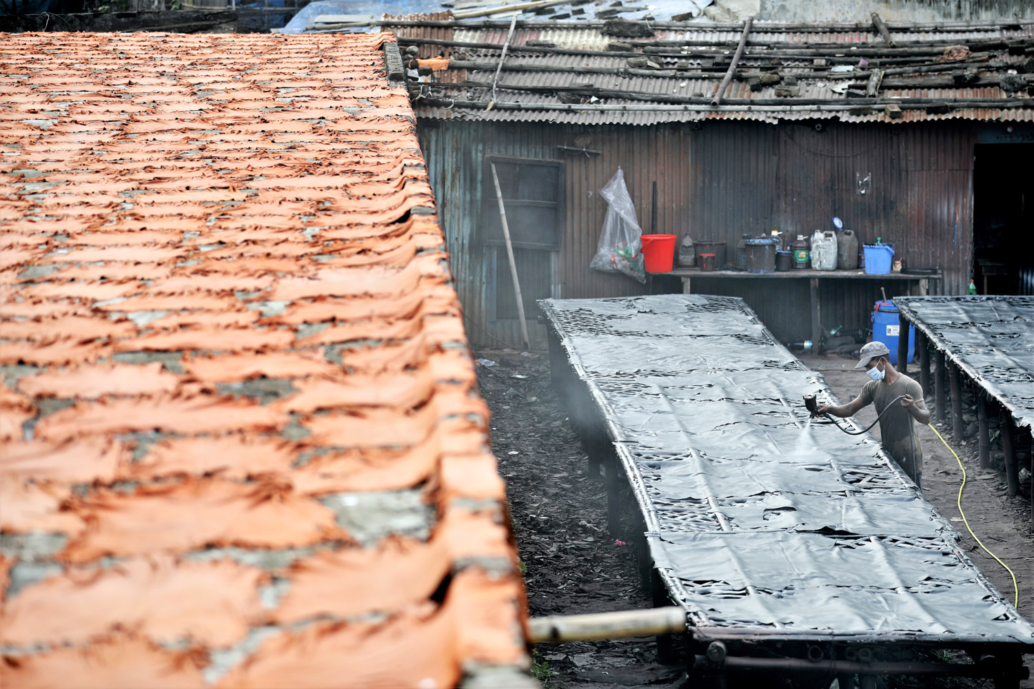 বিপুল পরিমাণ চামড়া প্রক্রিয়াজাত করা হচ্ছে। একদিকে চামড়া শুকানো হচ্ছে। অপরদিকে একজন তাতে রং করছেন।