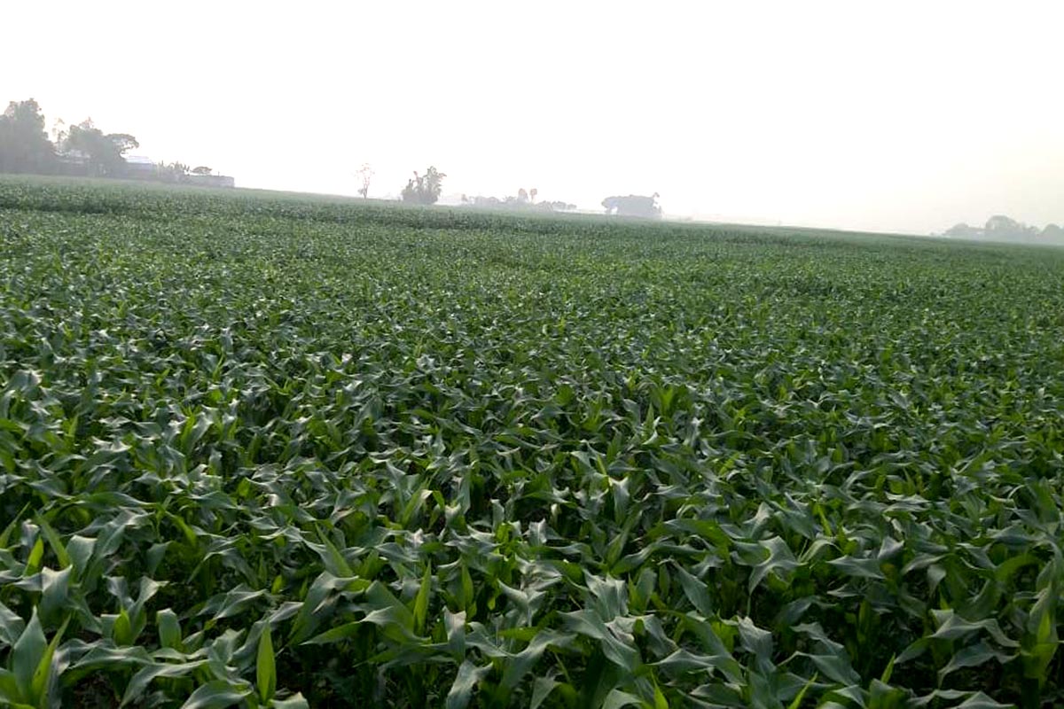 হরিরামপুরে ৫ বছরে ভুট্টার চাষ বেড়ে দ্বিগুণ!