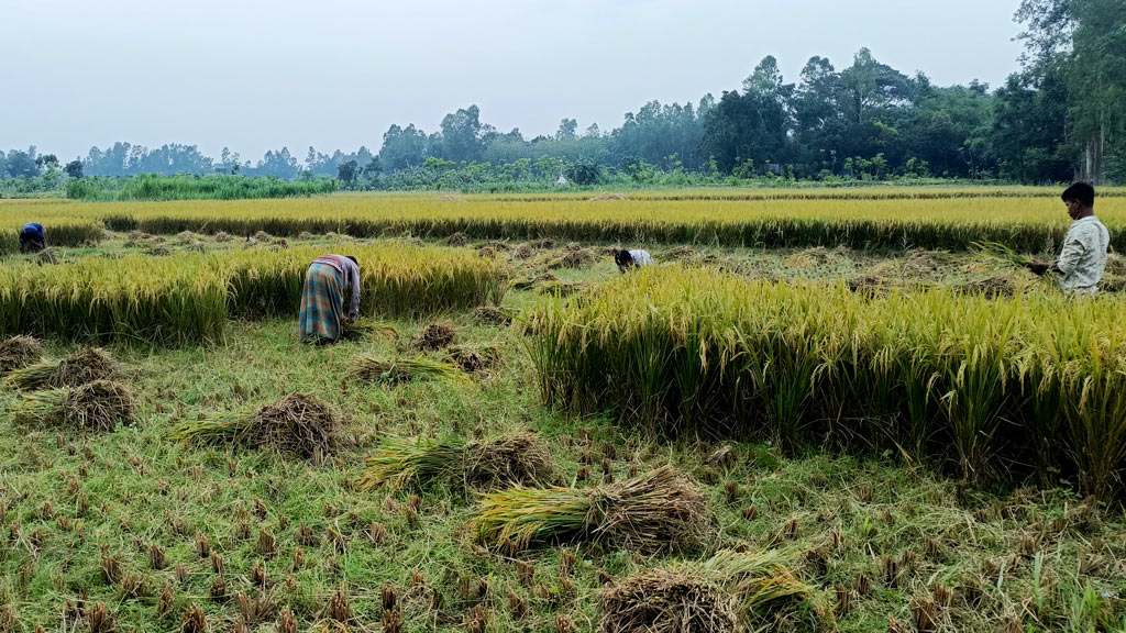 ইরি বোরো মৌসুমে ধানে সংগ্রহের কাজ চলছে। ধান কাটা মাড়াই-ঝাড়াইয়ের কাজে ব্যস্ত নরসিংদীর চাষিরা। জমিতে পাকা ধান কাটছেন চাষিরা। পূর্বহরিপুর, রায়পুরা, নরসিংদী, ৯ মে,২০২৪। ছবি: হারুনূর রশিদ