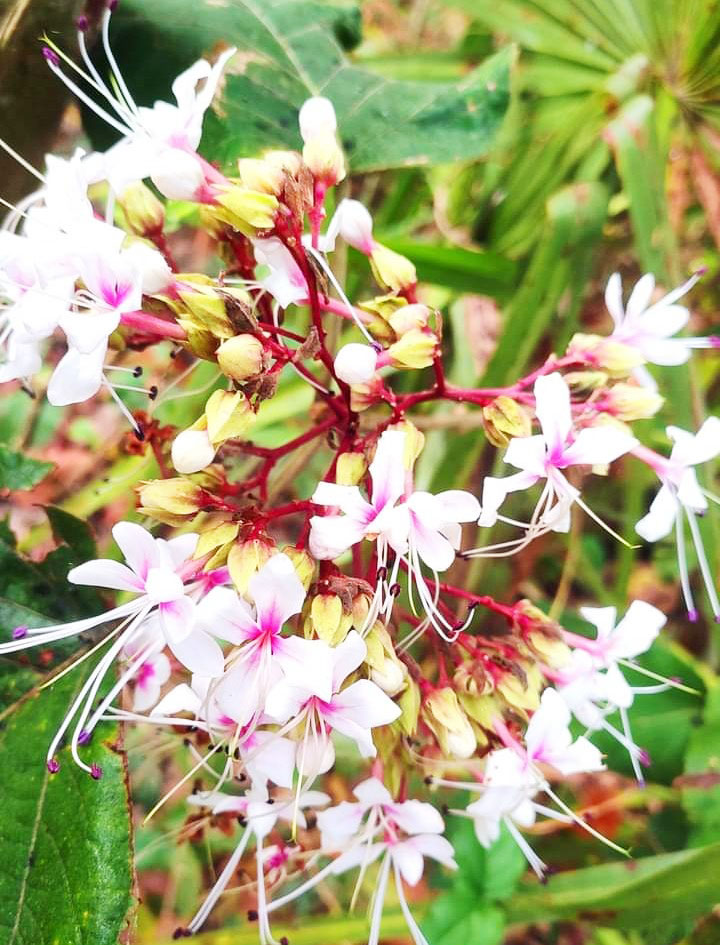 বিভিন্ন সড়কদ্বীপ ও রাস্তার পাশে ফুটেছে তোড়া চন্দ্রমল্লিকা ফুল। নগরীর রেলগেট এলাকা থেকে তোলা, রাজশাহী, ১৪ মার্চ ২০২৪। ছবি: মিলন শেখ