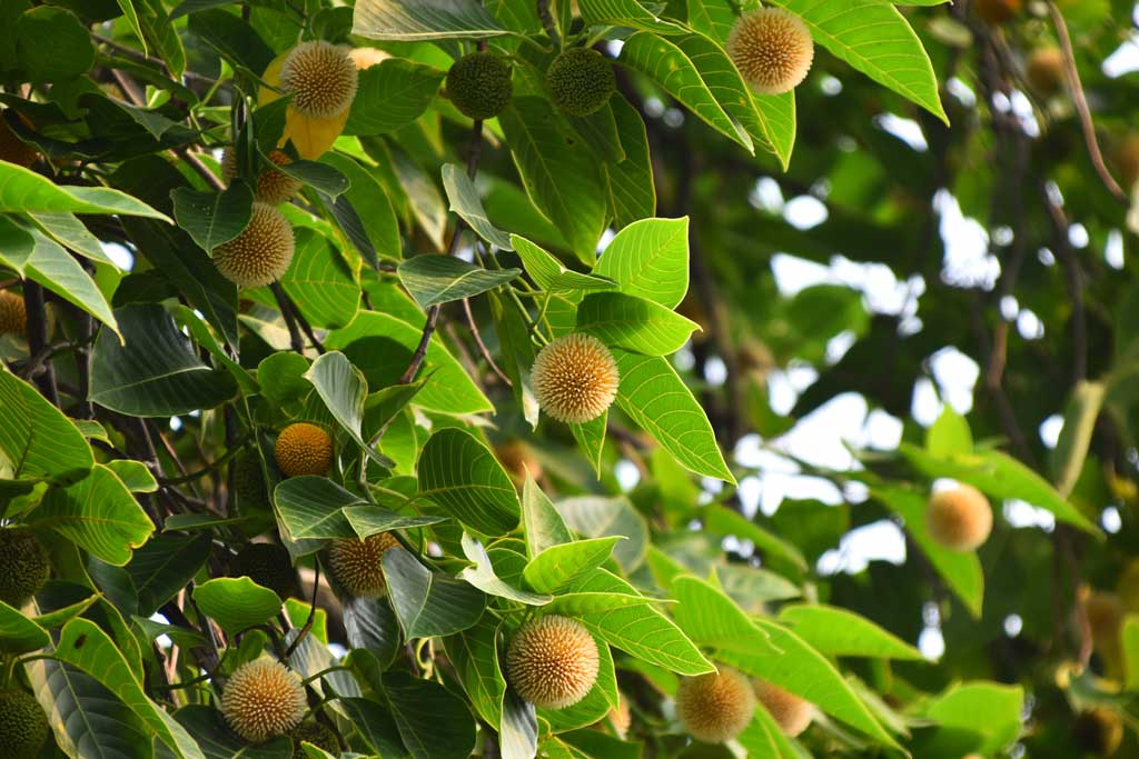ফুটতে শুরু করেছে বর্ষার ফুল কদম। নগরীর পাঠানপাড়া এলাকা থেকে তোলা, রাজশাহী, ৫ জুন ২০২৪। ছবি: মিলন শেখ