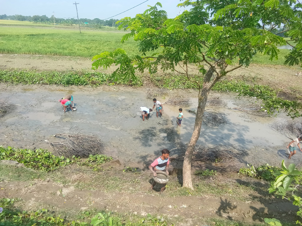 পানি শুকিয়ে গেছে। তবে কাদাটে মাটিতে এখনো মাছ মিলছে। এই কাঁদা-পানি থেকে মাছ ধরতে দেখা যাচ্ছে কয়েকজনকে। আটপাড়া উপজেলার দুওজ এলাকা থেকে তোলা, নেত্রকোনা, ৭ নভেম্বর ২০২৪। ছবি: ফয়সাল চৌধুরী