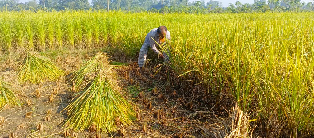 রায়পুরার বেশ কিছু এলাকার চাষিরা আগাম জাতের আমন ধান কাটা ও মাড়াই শুরু করেছেন। কৃষক আবদুর রহমান কয়েকজনকে নিয়ে পাকা ধান কাটছেন। রায়পুরার মুছাপুরের পূর্বহরিপুর গ্রাম থেকে তোলা, নরসিংদী, ৭ নভেম্বর ২০২৪। ছবি: হারুনূর রশিদ