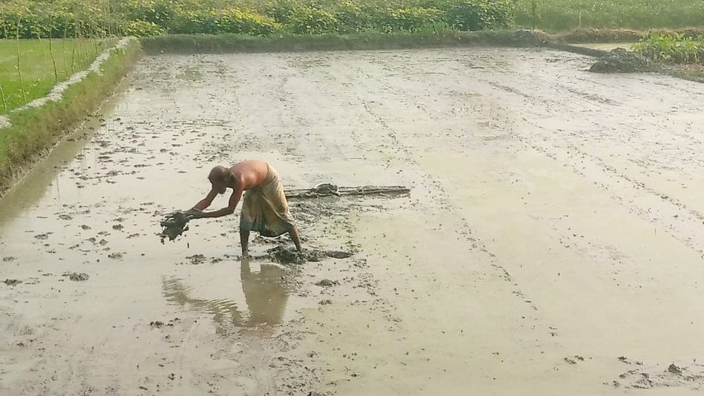 আমন ধান কাটার মৌসুম চলছে। পাশাপাশি সামনে ইরি-বোরো মৌসুমে ধান চাষাবাদের জন্য বীজতলা তৈরির কাজে ব্যস্ত চাষিরা। হুসেন নগর এলাকা থেকে তোলা, নরসিংদী, ২৭ নভেম্বর ২০২৪। ছবি: হারুনূর রশিদ