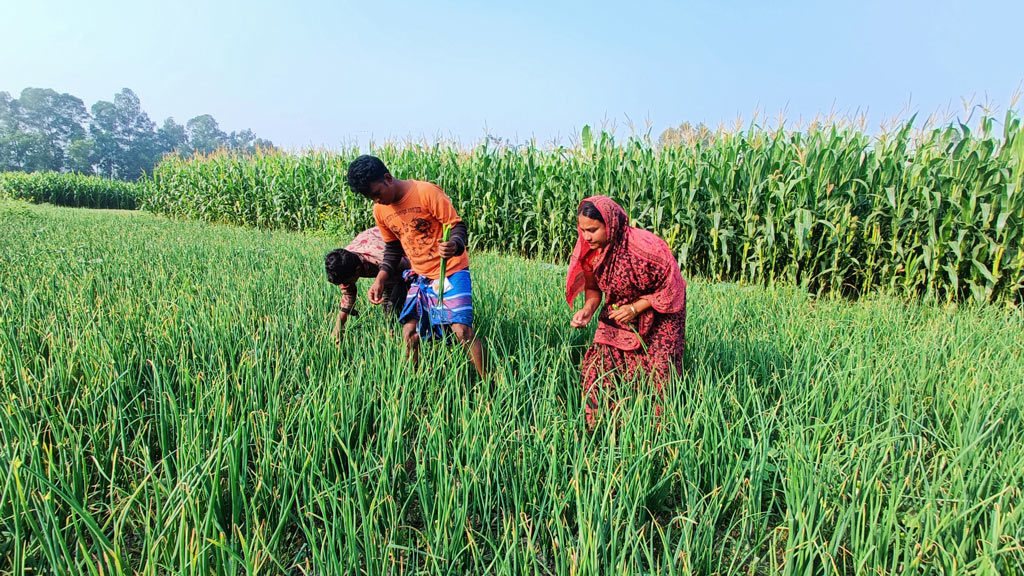 হালি বা মূল পদ্ধতির পেঁয়াজ চাষ বেশ জনপ্রিয় হয়ে উঠেছে মানিকগঞ্জে। ফেব্রুয়ারির মাঝামাঝি সময়ে এ পেঁয়াজ উঠতে শুরু করবে। তার আগে পেঁয়াজের ডাটা তুলে বিক্রি করছেন কৃষকেরা। গতকাল মঙ্গলবার পেঁয়াজের ডাটা (স্থানীয় ভাষায় হাই) তুলতে দেখা যায় কয়েকজন কৃষক-কিষানিকে, ঘিওর উপজেলার বালিয়াখোড়া ইউনিয়নের বাষ্টিয়া এলাকা, মানিকগঞ্জ, ২৪ জানুয়ারি ২০২৪। ছবি: আব্দুর রাজ্জাক