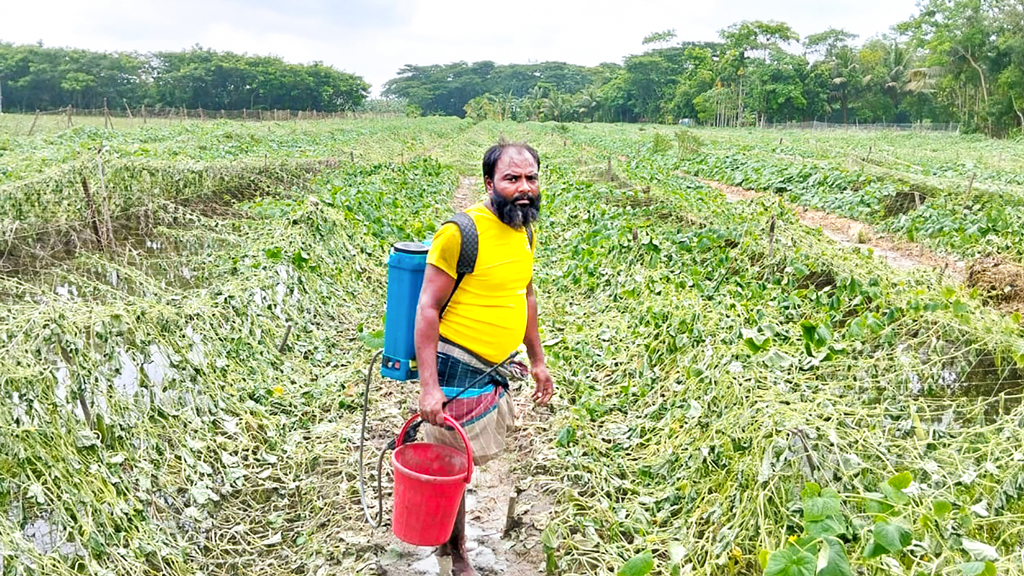 নিম্নচাপের প্রভাবে কৃষির ক্ষতি চার কোটি টাকা