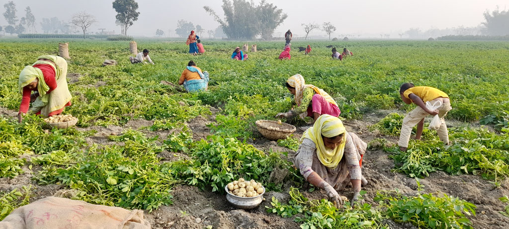 খেত থেকে আলু সংগ্রহ করতে ব্যস্ত হয়ে পড়েছেন চাষিরা। বালিয়াডাঙ্গী, ঠাকুরগাঁও, ২৫ ডিসেম্বর, ২০২২। ছবি: মো. আল মামুন জীবন