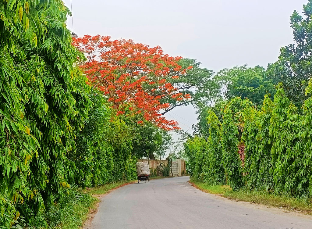 রাতের এক পশলা বৃষ্টির পর সতেজ প্রকৃতি। পিচঢালা সড়কের দু’পাশে সবুজ গাছের মাথায় ওপর দিয়ে ফুটে আছে রক্তিম কৃষ্ণচূড়ার থোকা থোকা ফুল। প্রকৃতির এই রূপ নিসর্গপ্রেমীদের দারুণভাবে মোহিত করে। বেতিলা-বালিরটেক সড়কের হিজলাইন এলাকা, মানিকগঞ্জ, ১১ মে,২০২৩। ছবি: আব্দুর রাজ্জাক