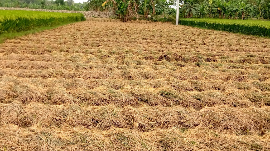 ব্লাস্টে কৃষকের স্বপ্নভঙ্গ