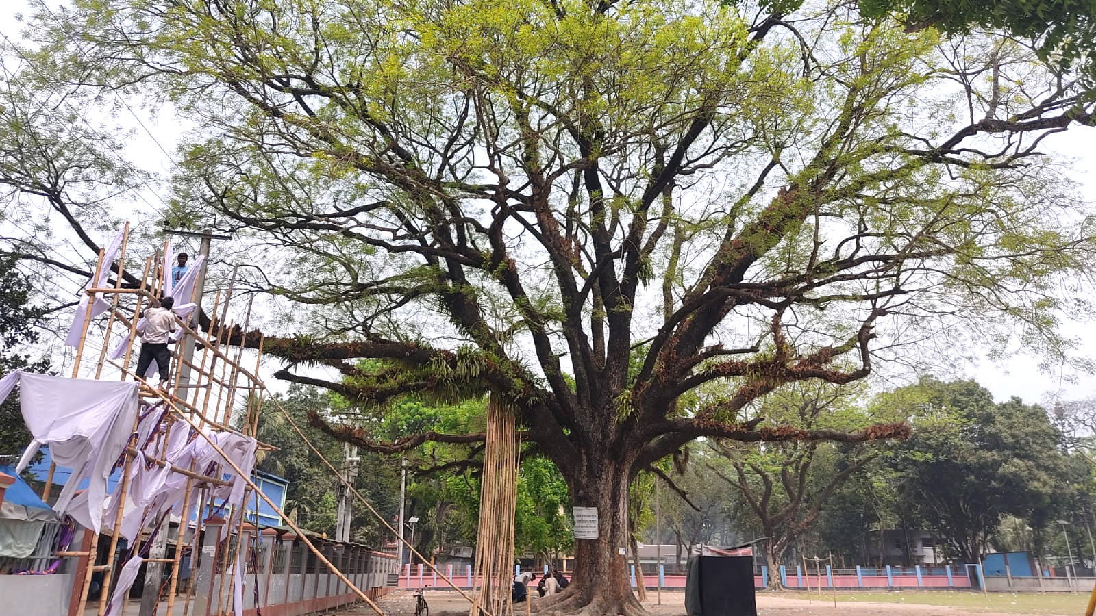 শতবর্ষী মেহগনির ছায়া  স্বস্তি স্কুলের শিক্ষার্থীদের