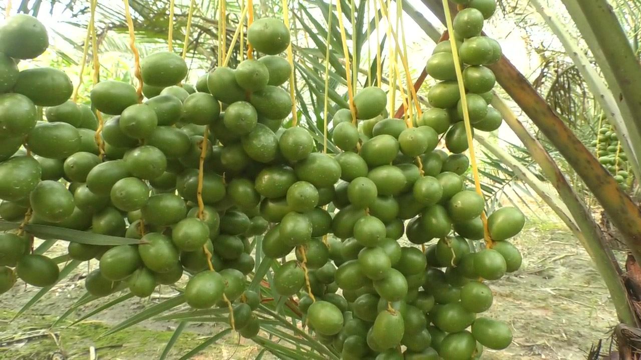 সৌদি আরবের আজওয়া খেজুর চাষ হচ্ছে গোবিন্দগঞ্জে