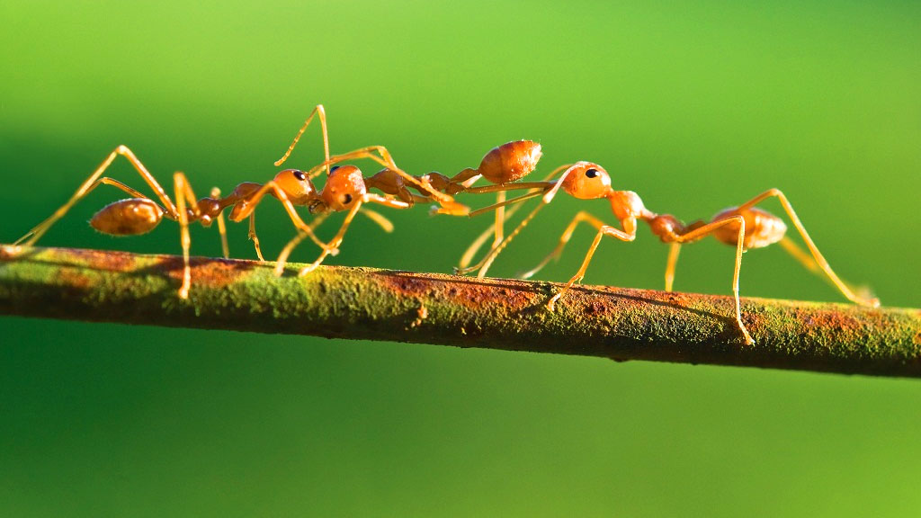 পৃথিবীতে কত পিঁপড়া আছে